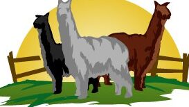 Alpacas And Llamas Farm